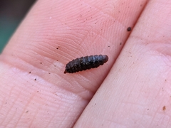 Stratiomyidae