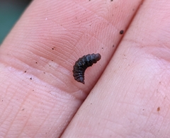 Stratiomyidae