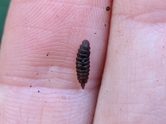 Stratiomyidae