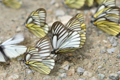 Aporia bieti