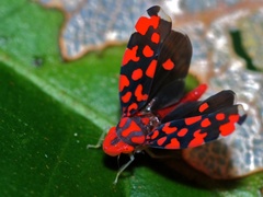 Ladoffa dependens