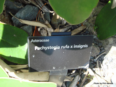 Pachystegia