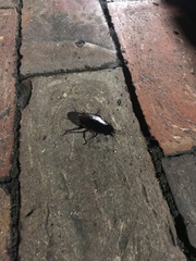 Periplaneta fuliginosa