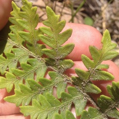 Cheiloplecton rigidum