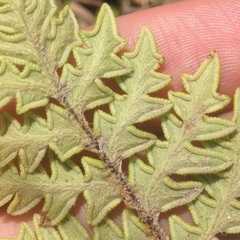 Cheiloplecton rigidum