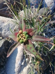 Euphorbia schiedeana