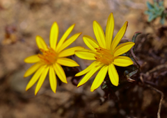 Chaetanthera frayjorgensis