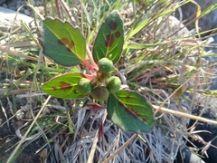Euphorbia schiedeana