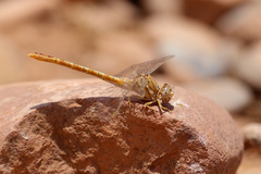 Onychogomphus costae