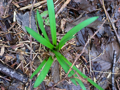 Hyacinthus orientalis