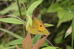 Colias fieldii