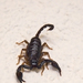 Shorttail Scorpions - Photo (c) philip hay, some rights reserved (CC BY-NC-ND)