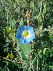 Ipomoea cardiophylla