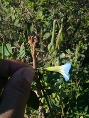 Ipomoea cardiophylla