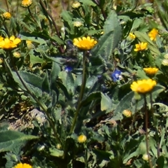 Anchusa azurea
