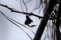 Crataegus spathulata