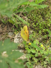 Colias fieldii