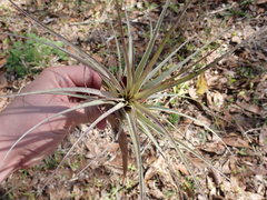 Tillandsia utriculata