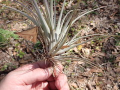 Tillandsia utriculata