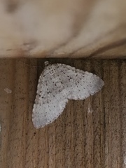 Colostygia multistrigaria