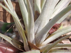 Tillandsia utriculata