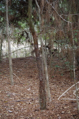 Crataegus spathulata