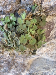 Mabrya acerifolia