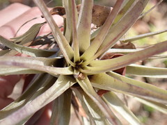 Tillandsia utriculata