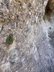 Mabrya acerifolia