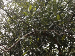 Calophyllum brasiliense