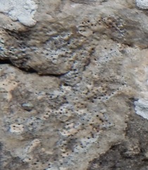 Bagliettoa calciseda