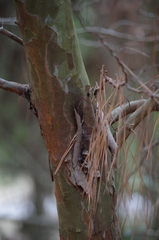 Crataegus spathulata