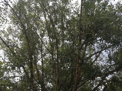 Calophyllum brasiliense