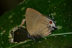 Arumecla aruma