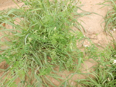 Vicia ludoviciana