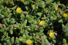 Delosperma echinatum