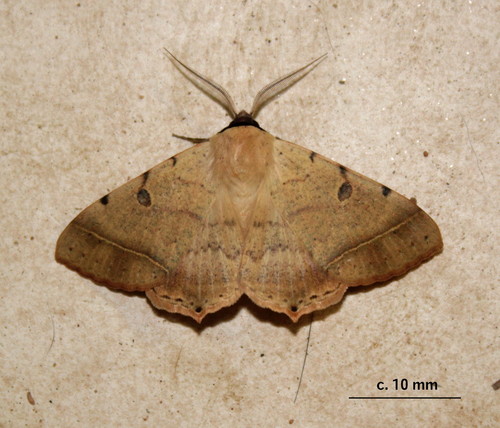 Ctenusa pallida Hampson, 1902