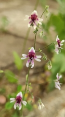 Schizanthus parvulus