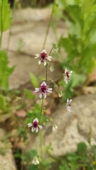 Schizanthus parvulus