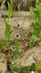 Schizanthus parvulus