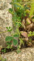 Schizanthus parvulus