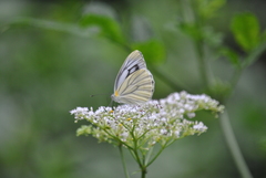 Pieris erutae