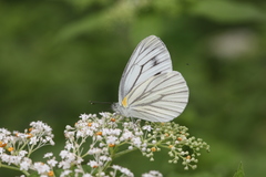Pieris erutae