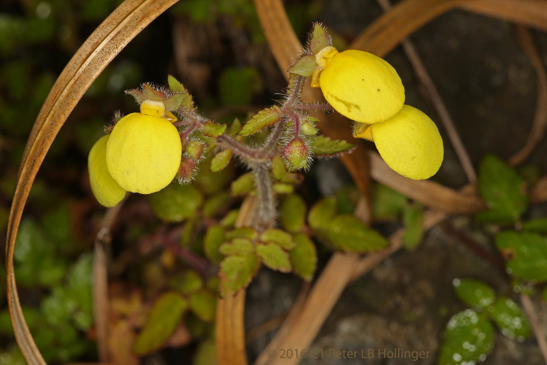 Calceolariaceae image