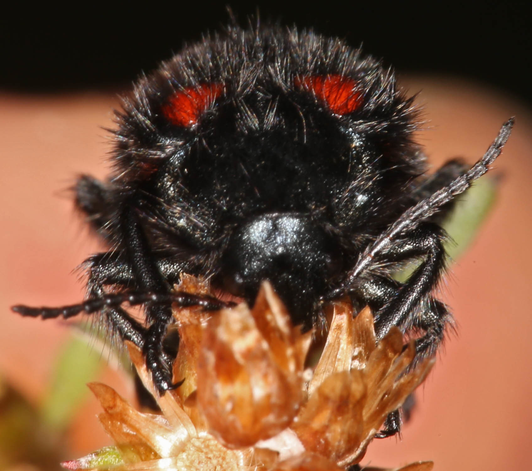 Stylasteridae image