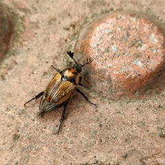Oryctomorphus maculicollis