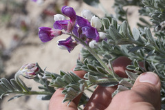 Lathyrus littoralis