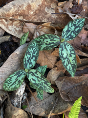 Image of Trillium lancifolium