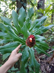Costus ricus