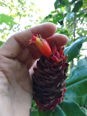 Costus ricus